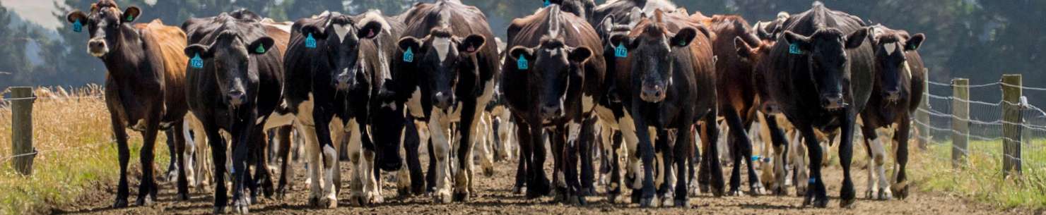 Improve cure rates for lame cows with pain relief