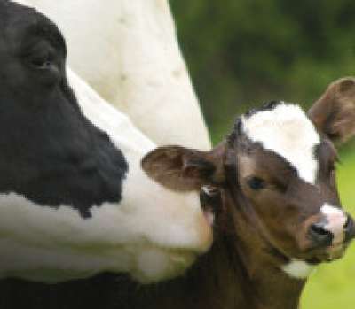 Seasonal Resources: Calf Care
