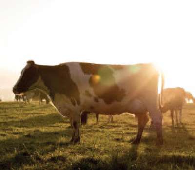 Seasonal Resources:  Cow Care